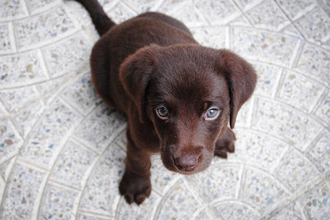 Chocolate Lab puppy on a tile floor