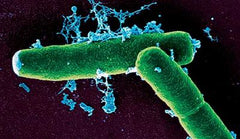 bacteria-bacillus-agua