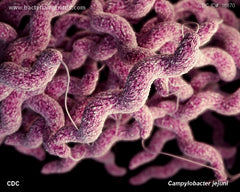 bacteria-campylobacter