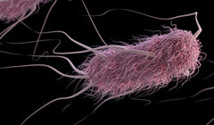 bacteria-e-coli-coliformes-fecales