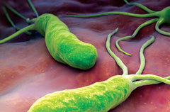 helicobacter-pilori-ulcer-estomago-personas-enfermedades-propagadas-por-agua