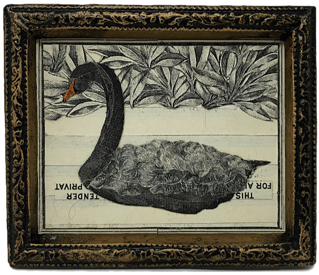 black swan drawing