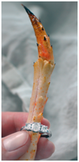 Crab Leg Engagement Ring Proposal