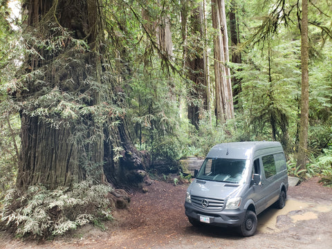 Sprinter at Redwoods 