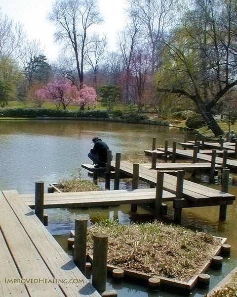 Missouri Botanical Garden - Japanese Garden