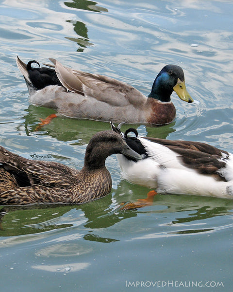 Three ducks at Forest Park