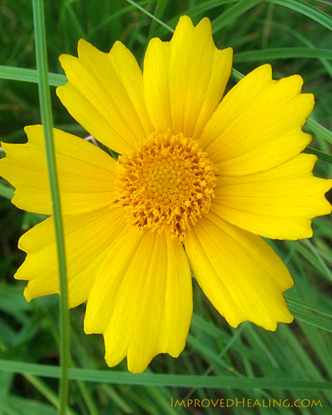 Yellow flower in grass