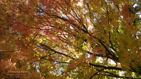 Visual Reiki photo - "Fall Leaves"