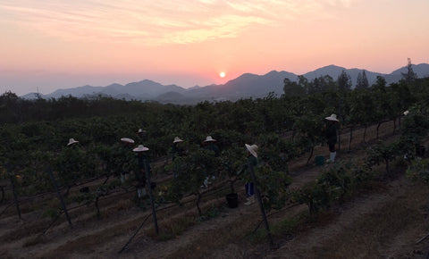 Hua Hin Hills Vineyard