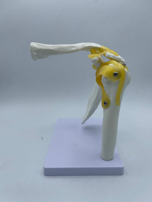 Joint Model- Flexible Shoulder