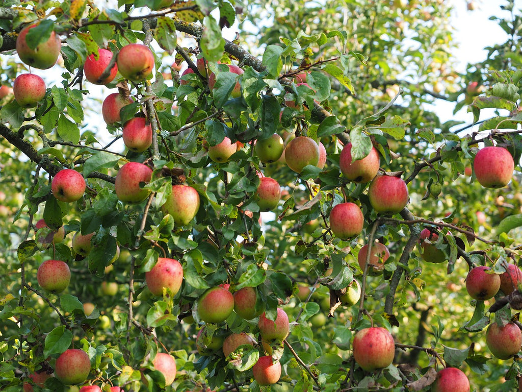 Apple Orchard