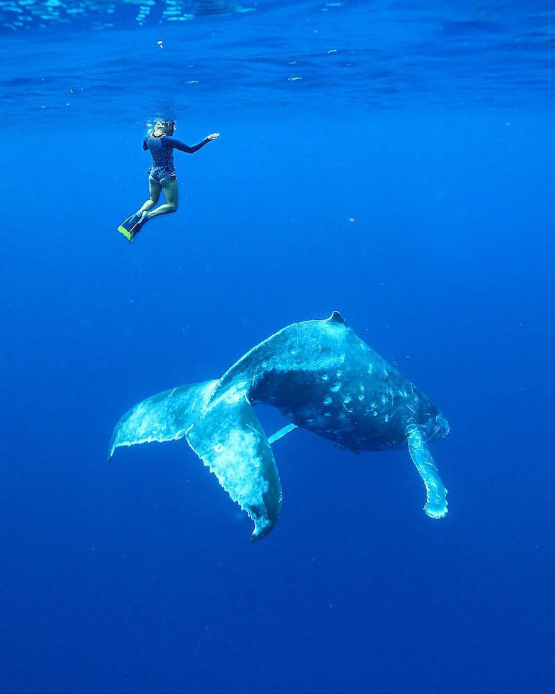 Bucket-family-whale-escuyer-blog