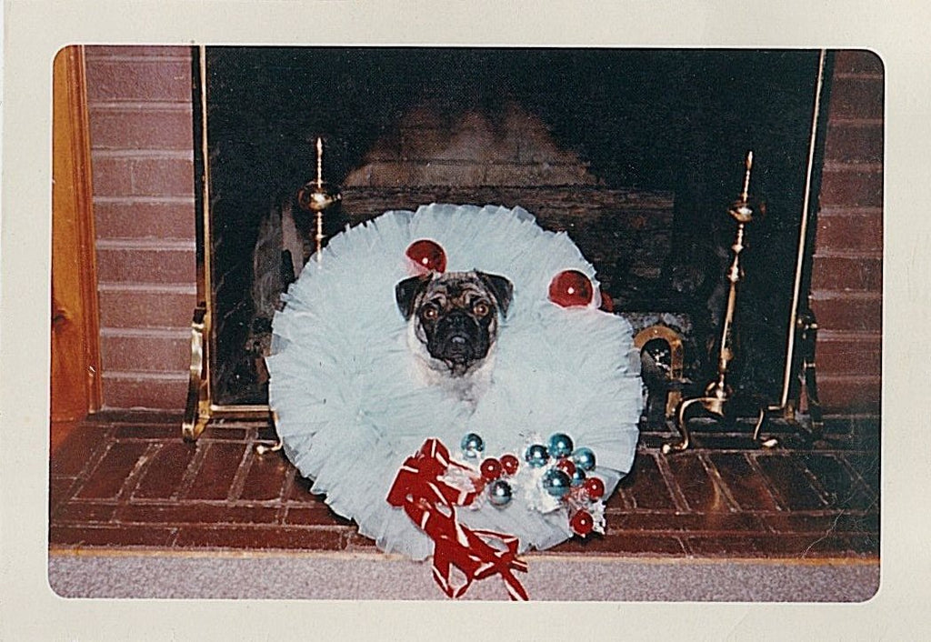 Vintage Christmas Pug dog picture