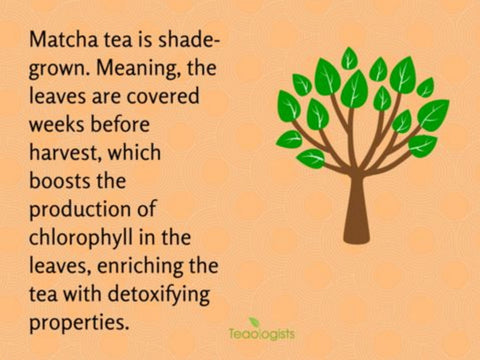 Matcha Tea Health Benefits