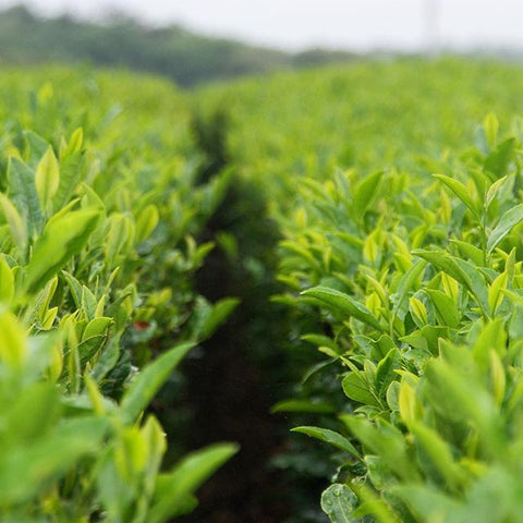 matcha-green-tea-estate-garden