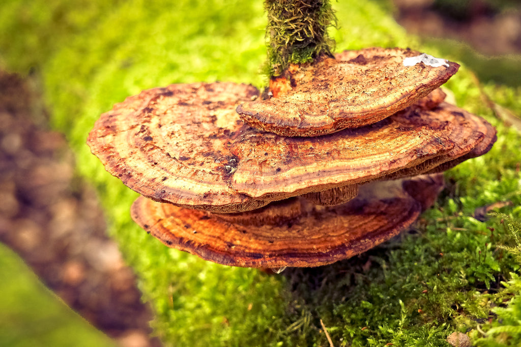 medicinal-mushrooms-benefits
