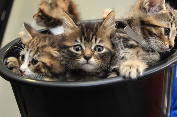 abandoned cats (Image: Getty)