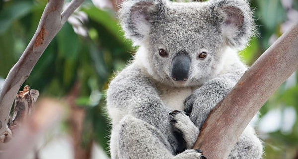 australian koala