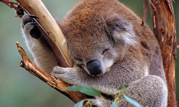 adopt a koala wwf