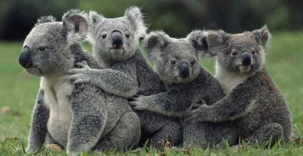 cute koala family