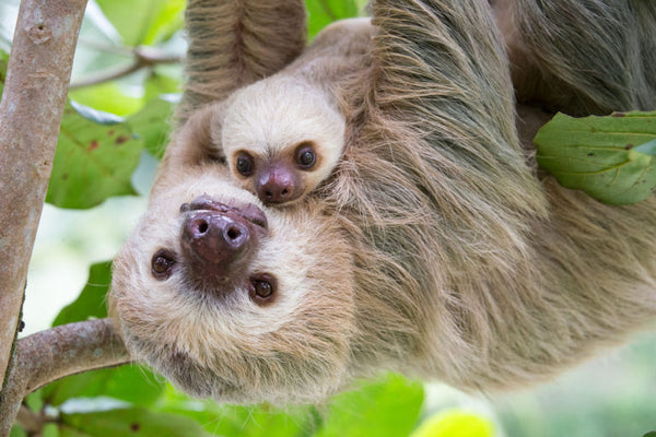 mummy sloth baby sloth