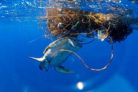 Turtle on Net by Outex underwater housing ambassador Legrand Vincent 1