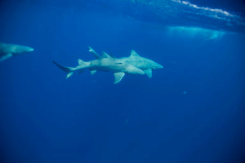 Shark swimming in Florida with Chris Gillette and #Outex underwater housings 3