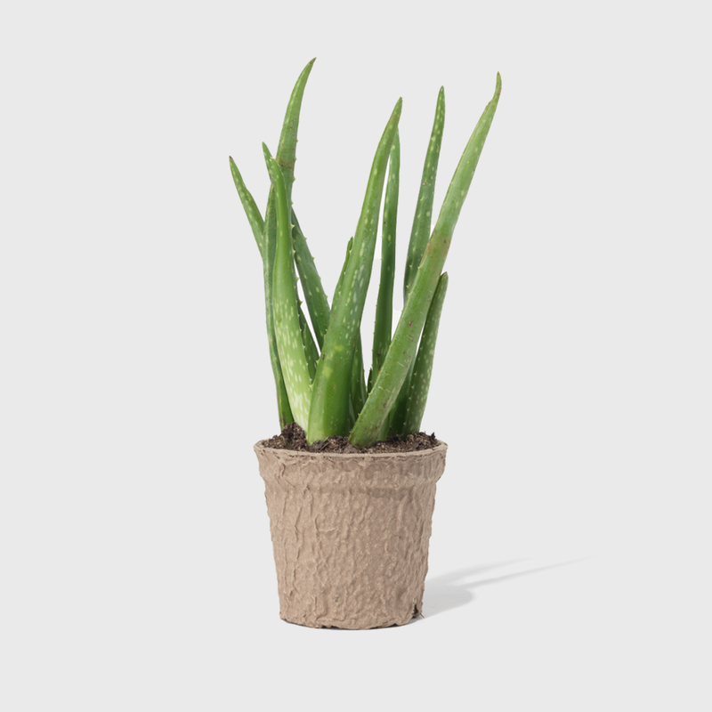 Public Goods Aloe Vera | Easy to Care For Indoor House Plant