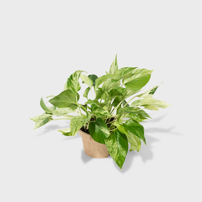 Public Goods Marble Queen Pothos