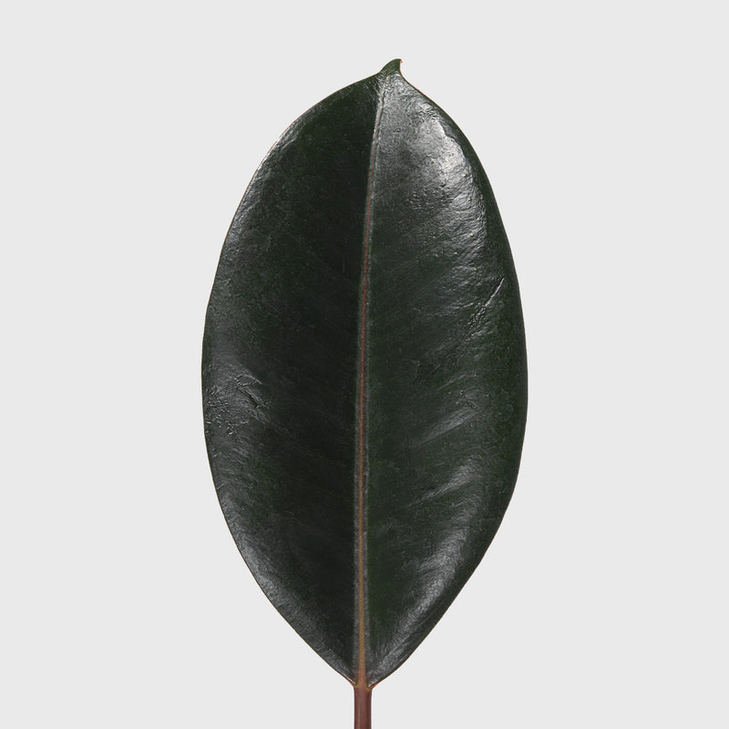 Public Goods Houseplants Burgundy Rubber Tree