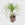 Public Goods Houseplants Ponytail Palm