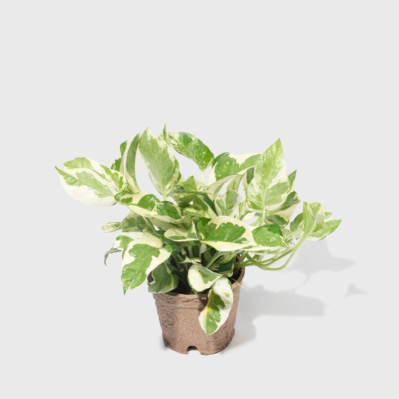 Public Goods Houseplants NJoy Pothos