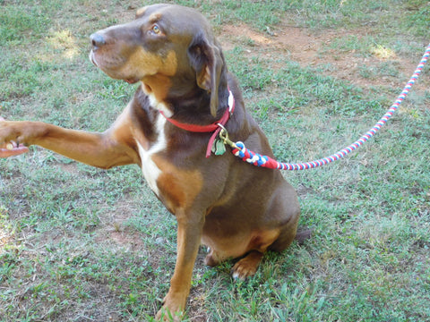 Different Types of Dog Leashes - Cotton Rope Dog Leash Options