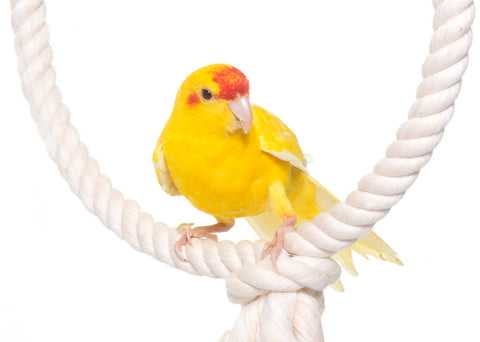 Ravenox Cotton Rope for Birds