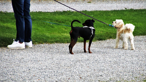 Diferentes tipos de correas para perros: correas de cuerda para perros pequeños