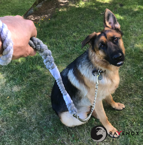Cómo comprar online la correa perfecta para perros - Ravenox Chain Dog Leash