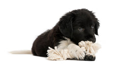 Ravenox_Cotton Rope_Puppy_Toy_01