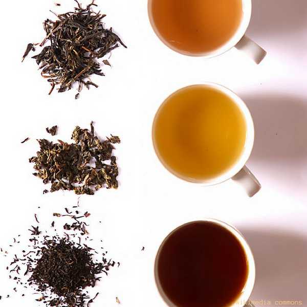 How to Make Kombucha - Use Real and Organic Tea Leaves