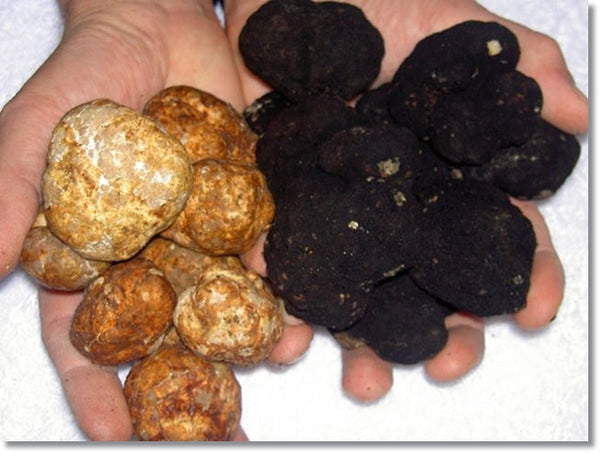 black and white truffles