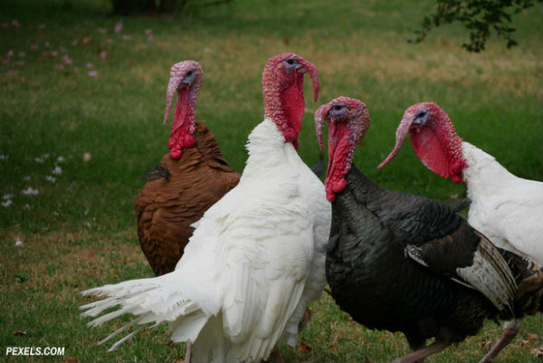 Free Range Turkeys