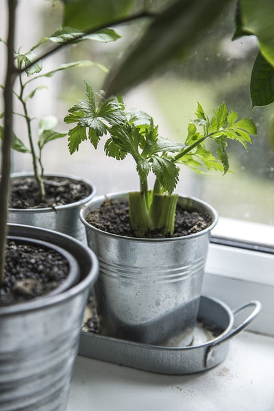 Start an Indoor Garden