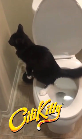 This toilet trained kitty from LA impresses the stars with the abilities