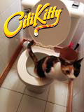 A new toilet trained cat ditches the litter box