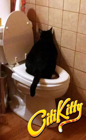 No more litter box, this cat uses the toilet instead with the help of CitiKitty