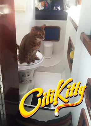 Impressive - this kitty learns to use the toilet on a boat