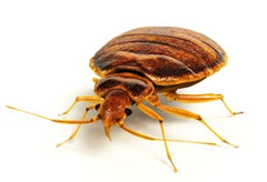 Protect-A-Bed Blog Bed Bugs
