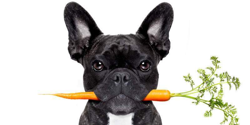 what vegetables can puppy eat