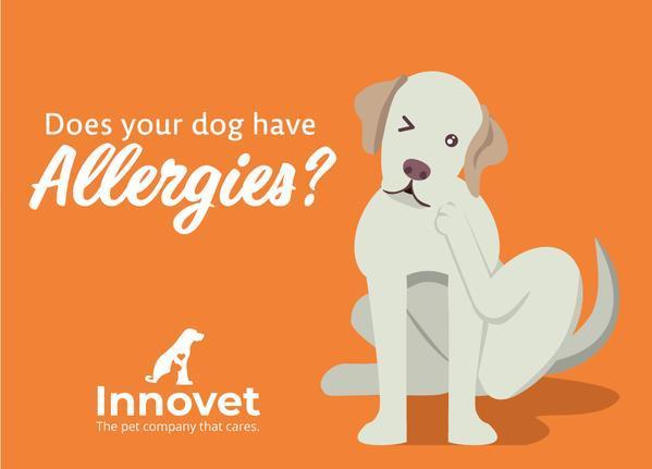 Dmg For Dogs With Allergies