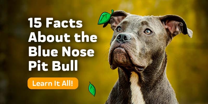 15 About The Blue Nose Pitbull – Innovet Pet