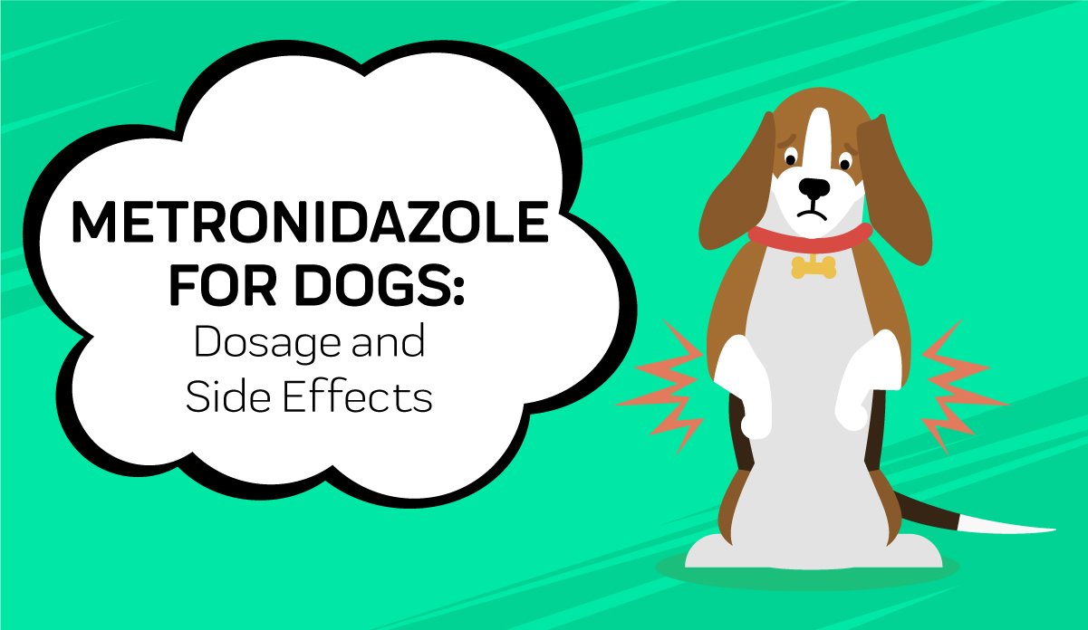 Metronidazole For Dogs All You Need To Know Innovet Pet